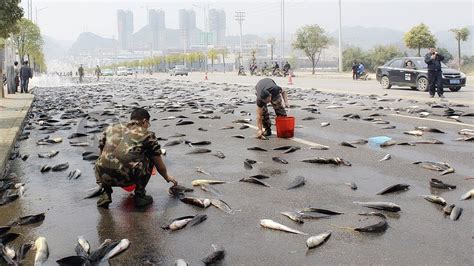 Lluvia de peces en Irán